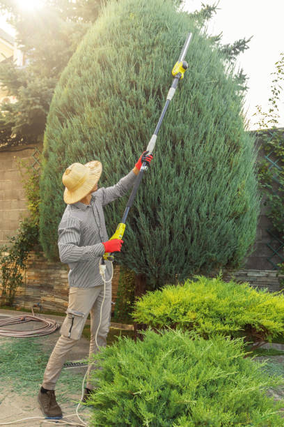 How Our Tree Care Process Works  in  Shelbyville, IN